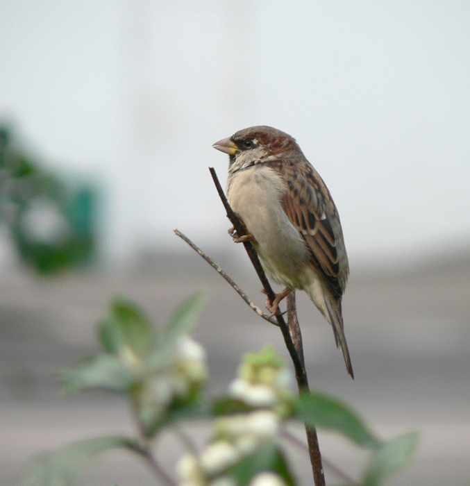 Ein einsamer Vogel ..