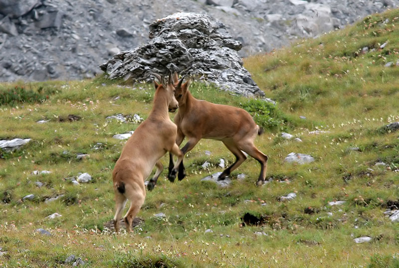 Konkurrenten? Oder ist es nur ein Spiel?