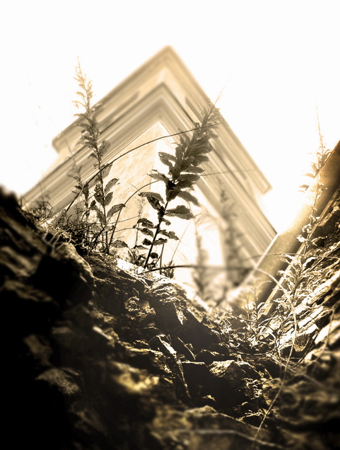 wächst durch die Steine ​​...