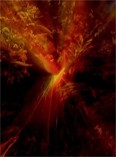 Fern Blume für fotaklubavtsav. Alles Gute zum Geburtstag Fotoclub!