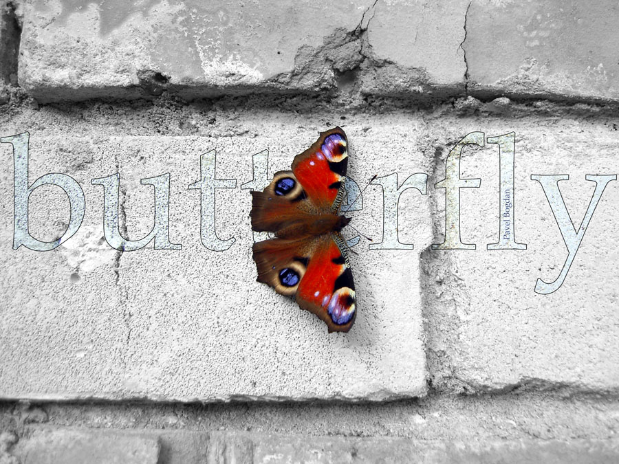 butterfly