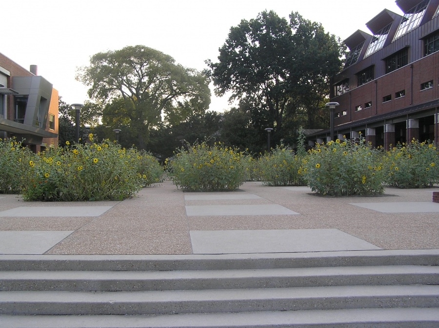 Sonnenblumen und modern