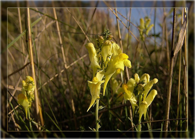 Hoffe Untoten später Dämmerung ...