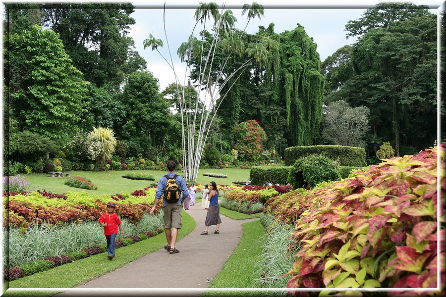 Wo der Gummibaum - ein Unkraut ..