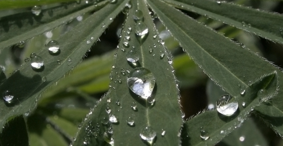 Placer Diamanten funkeln