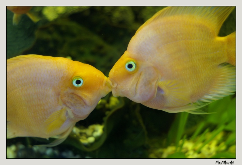 Aus dem Leben der Fische