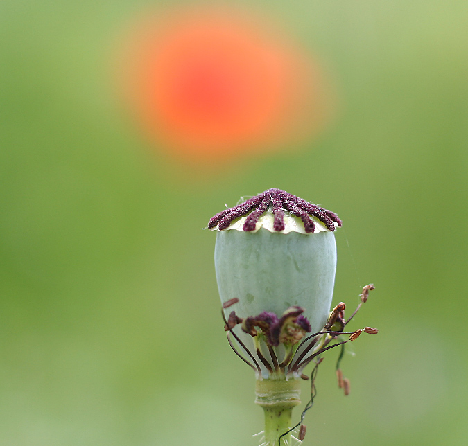 Sonne über der Hütte