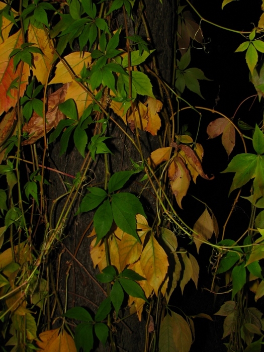 Herbst geht bei Nacht