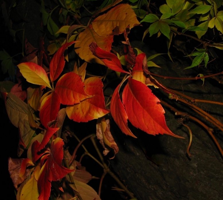 Autumn leaves 2 Nacht
