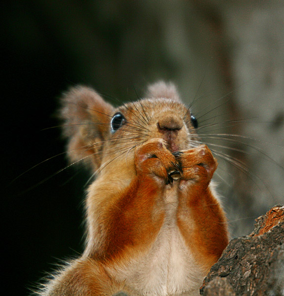 Herr, sende Mutter!)