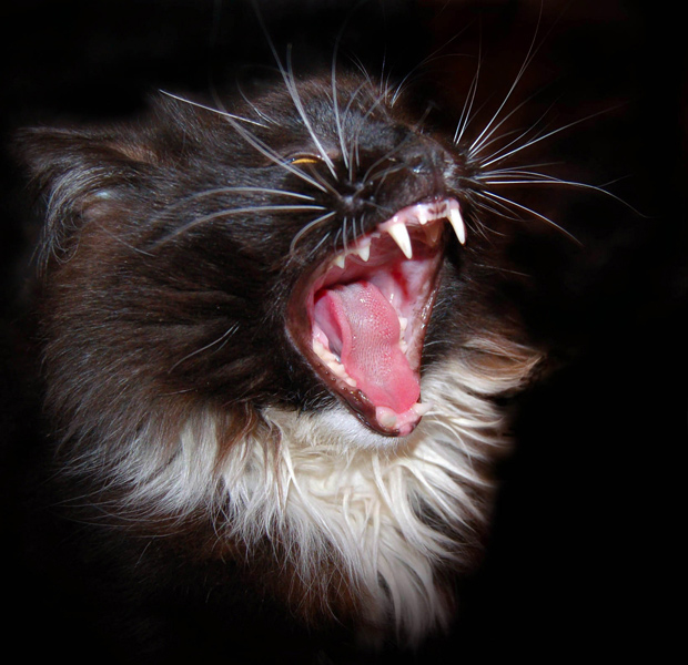 Nicht trozhte Waska!