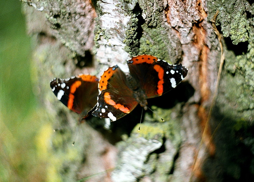 Schmetterling 02