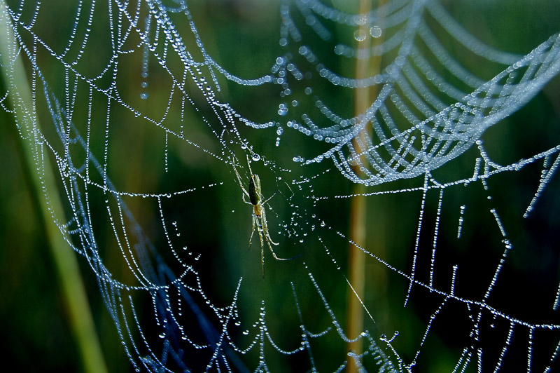 Der Besitzer des silbernen Saiten.