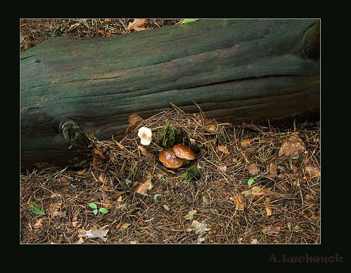 Unter dem Deckmantel