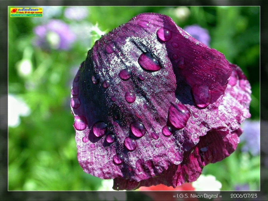 Crying möchte nicht Hitze ...