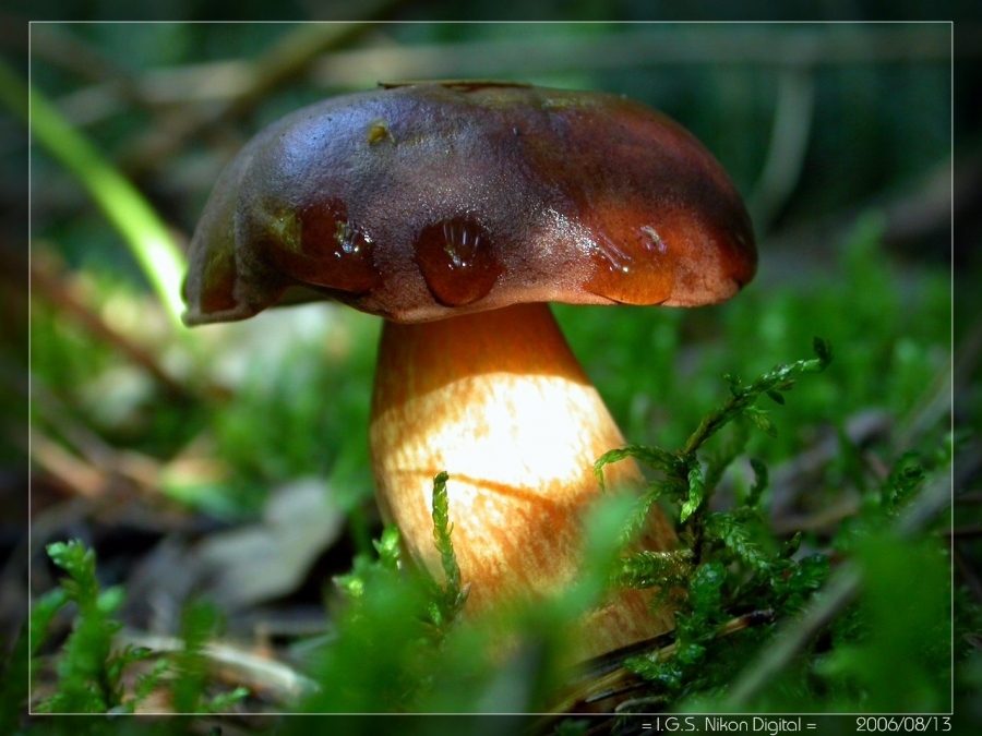 Dar. Mutter Natur ...