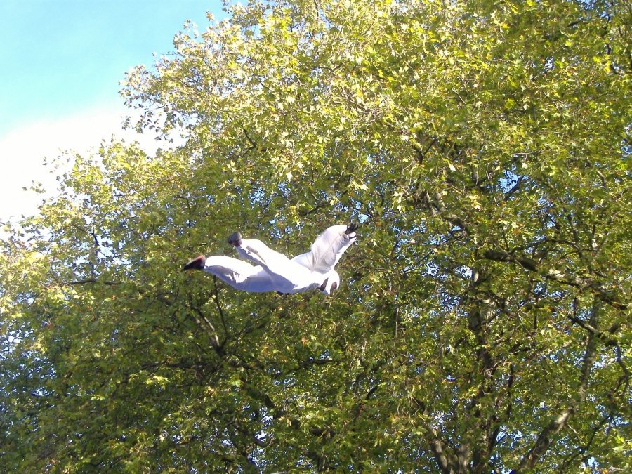 I believe, I can fly...