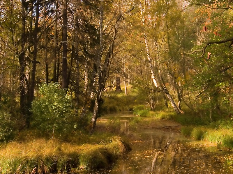 Herbst .... ein Reh? und das Reh lief weg ...