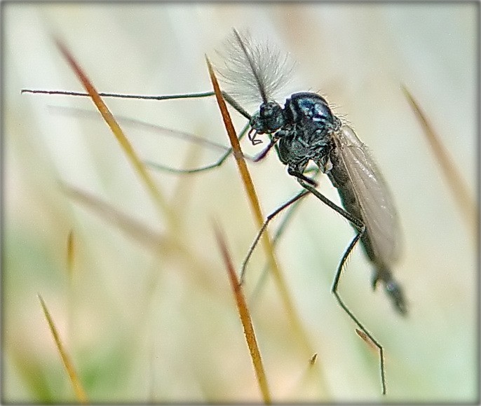 Husaren nicht adstupayuts!