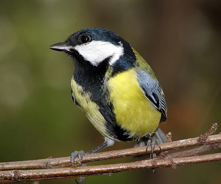 Nun, zögern Profil ...