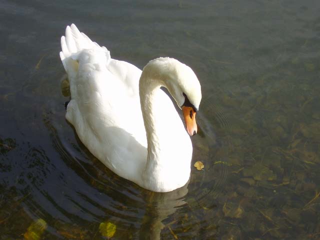 Die Schwanenprinzessin *