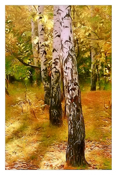 Birken im Herbst Gefangenschaft