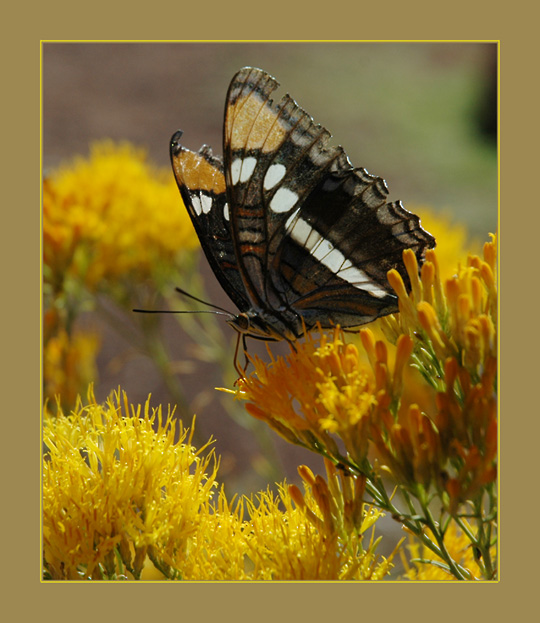 Und unter jedem Stück ihre ...
