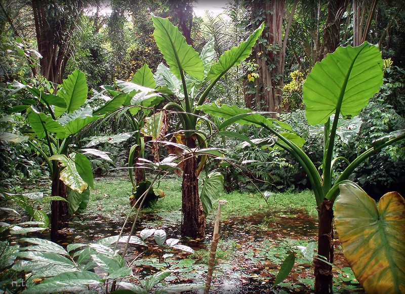 Irgendwo in der Nähe von Krokodilen aufwachsen ...
