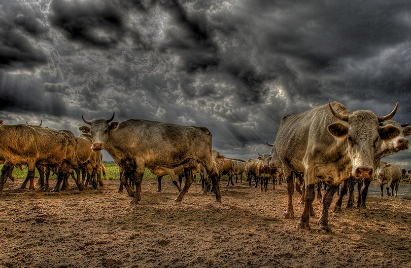 Hörnern, Beinen und Schwanz.