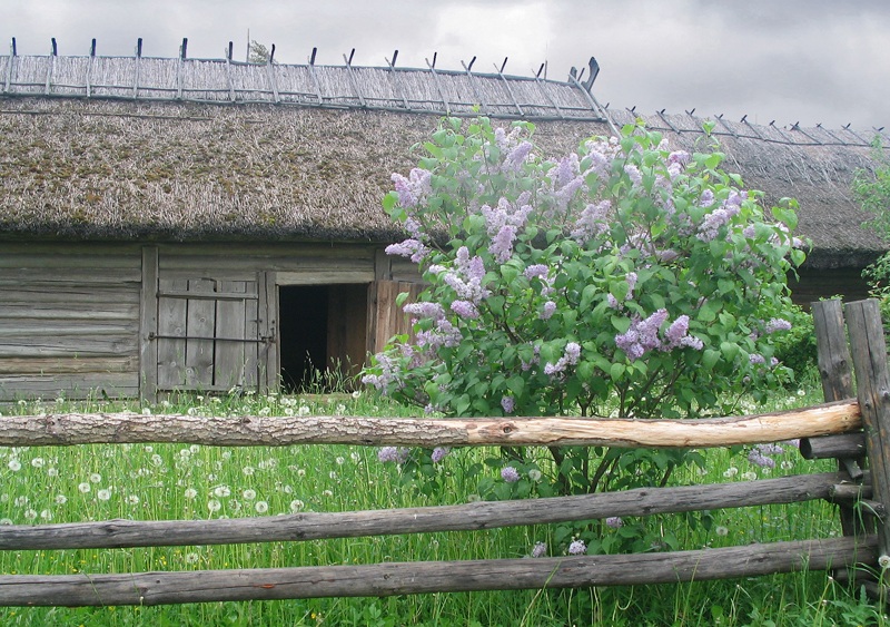 Menka. Die Juni-Hochzeit