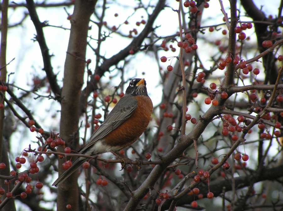 Ich bin stolz auf Robin, ich esse nicht
