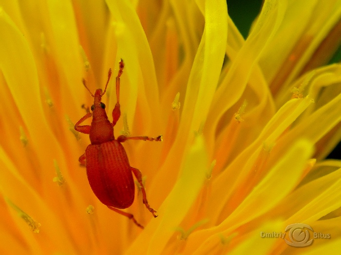 In den Tentakeln einer Löwenzahn