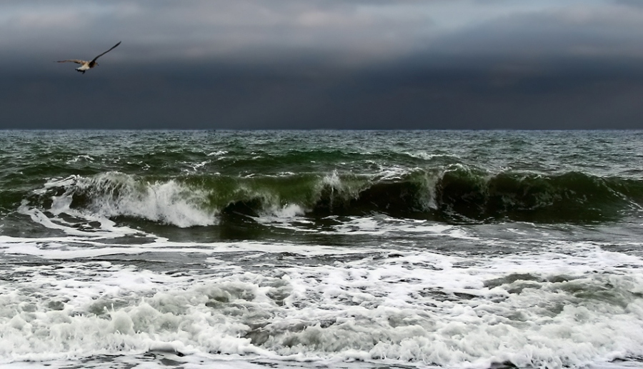Und er ist rebellisch! Sie suchen ...