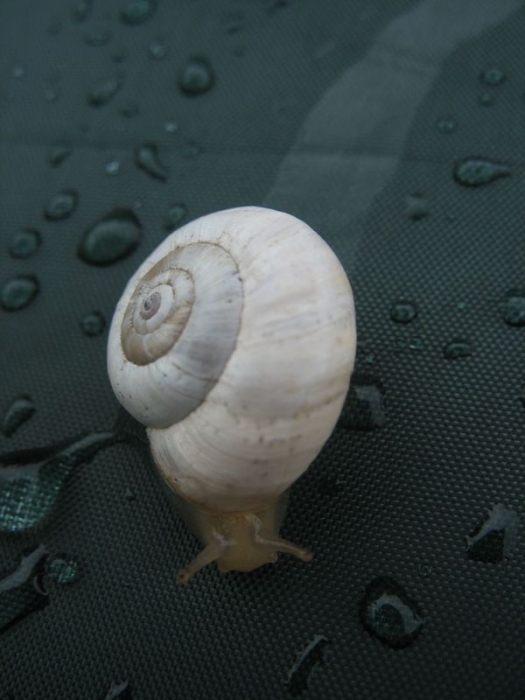 Schnecke