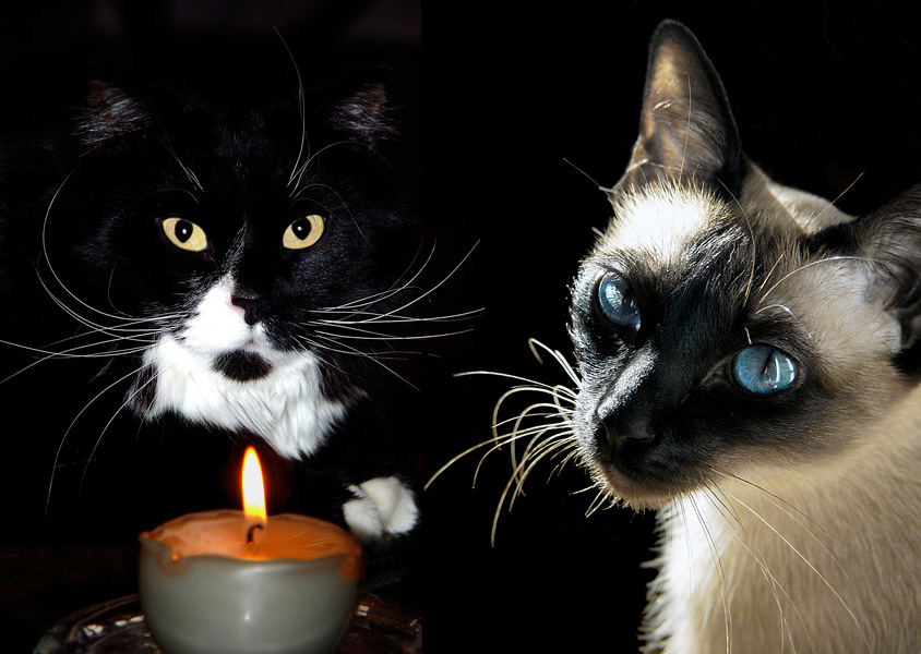 Chuck und Trixie - Weihnachten Porträt