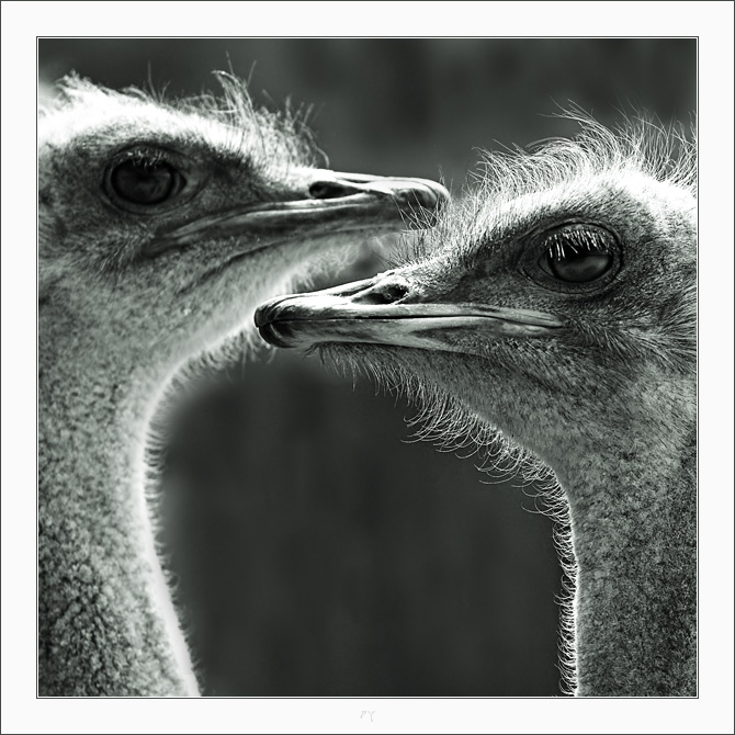 Porträt eines Paares