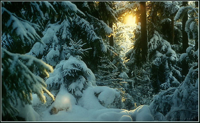 Die Sonne im Winterwald