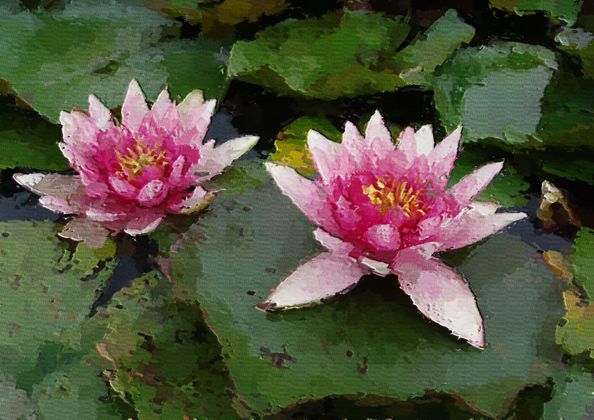 Nymphaea
