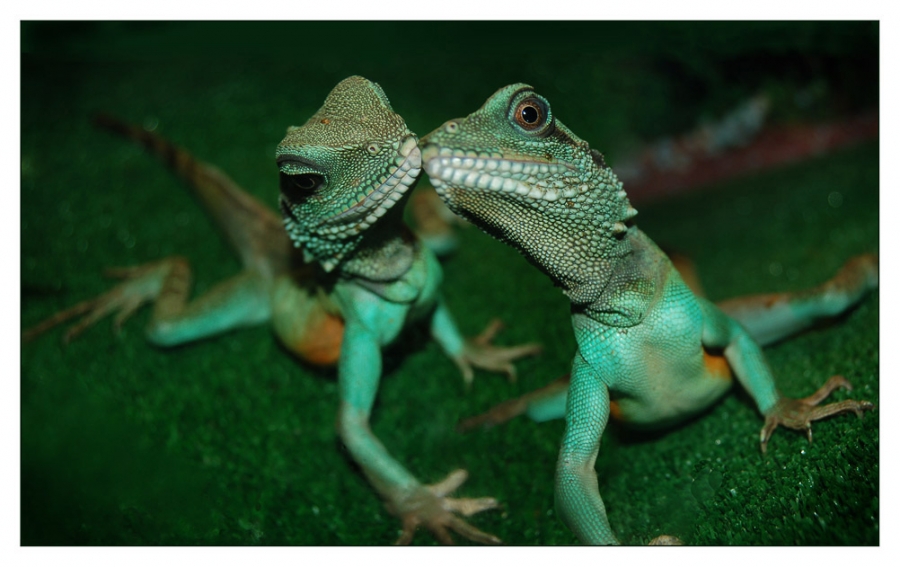 Noch einmal über die Liebe.