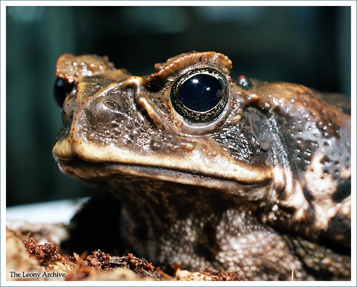 Everybody Loves Hypnotoad ...