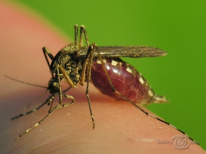 Pour einen vollen Tank ...