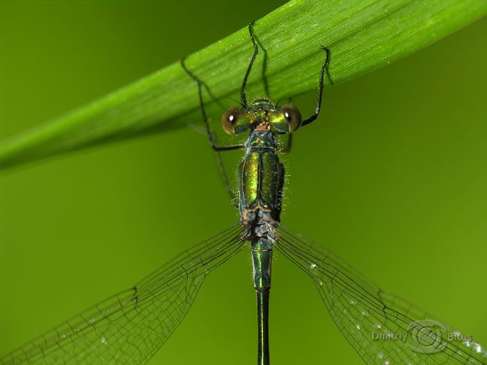 Porträt Lyutka grün