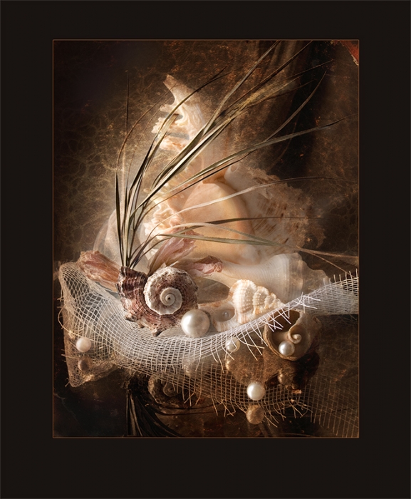 Stilleben mit Muscheln