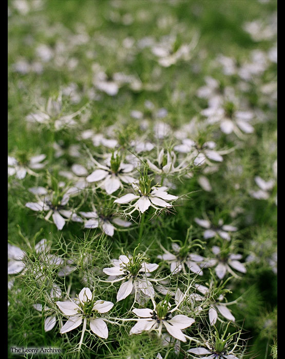 "White Flowers"