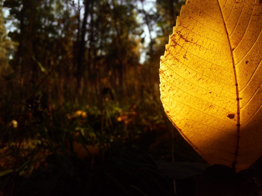 der ein Sonnenstrahl