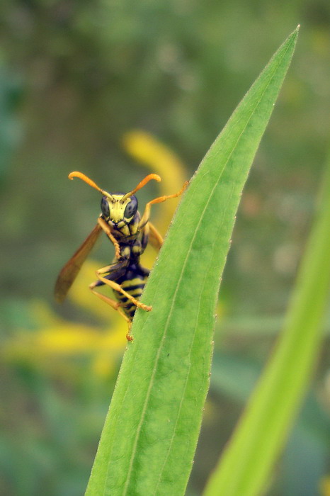 Wir sind vertraut mit?