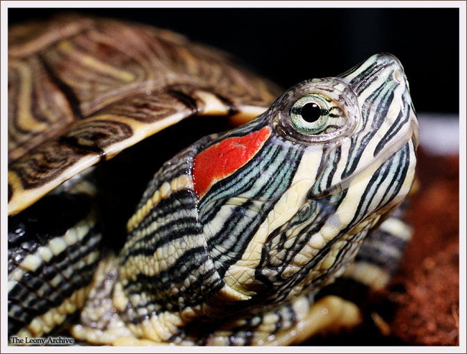 Krasnouhaya Schildkröte