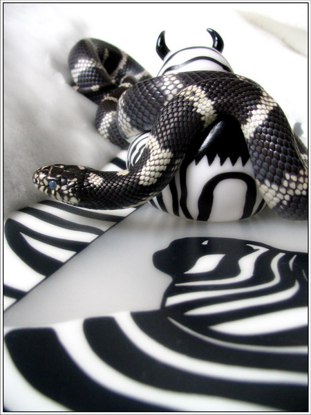 das Bild eines Zebras als Lifestyle