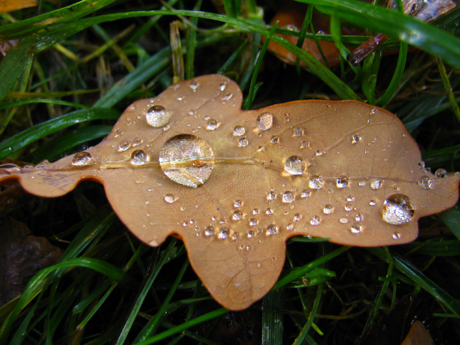Tränen des vergangenen Sommers