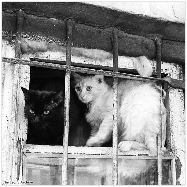 ... Und nicht nur Kusturica ...